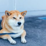 動物病院での緩和ケアとは？愛犬・愛猫の痛みを和らげる方法や注意点も解説