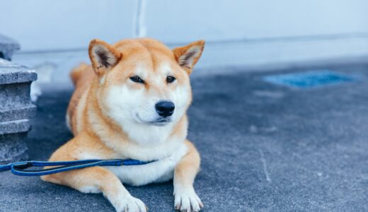 動物病院での緩和ケアとは？愛犬・愛猫の痛みを和らげる方法や注意点も解説