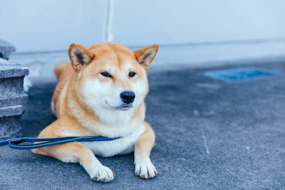 動物病院での緩和ケアとは？愛犬・愛猫の痛みを和らげる方法や注意点も解説