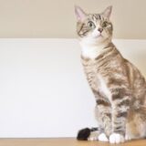 猫が耳を痒がる原因は？考えられる病気、受診の目安、応急処置方法などを解説