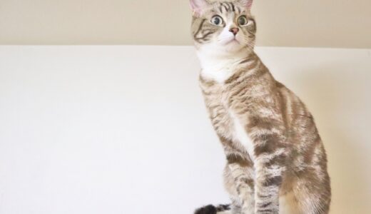 猫が耳を痒がる原因は？考えられる病気、受診の目安、応急処置方法などを解説
