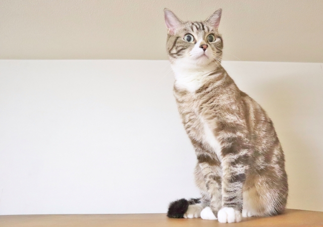 猫が耳を痒がる原因は？考えられる病気、受診の目安、応急処置方法などを解説