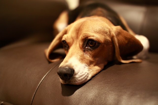 自宅でできる犬のアトピー性皮膚炎対策