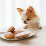 しつけ教室で犬の拾い食いを改善したい｜しつけ教室のメリットと選び方も解説