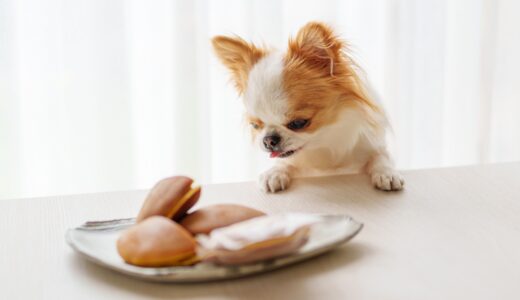 しつけ教室で犬の拾い食いを改善したい｜しつけ教室のメリットと選び方も解説