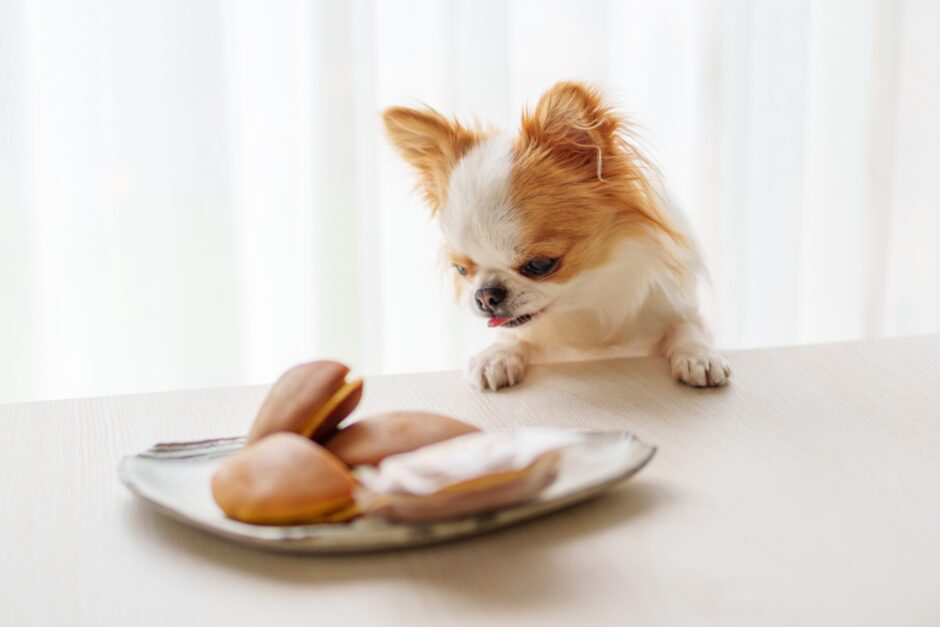 しつけ教室で犬の拾い食いを改善したい｜しつけ教室のメリットと選び方も解説