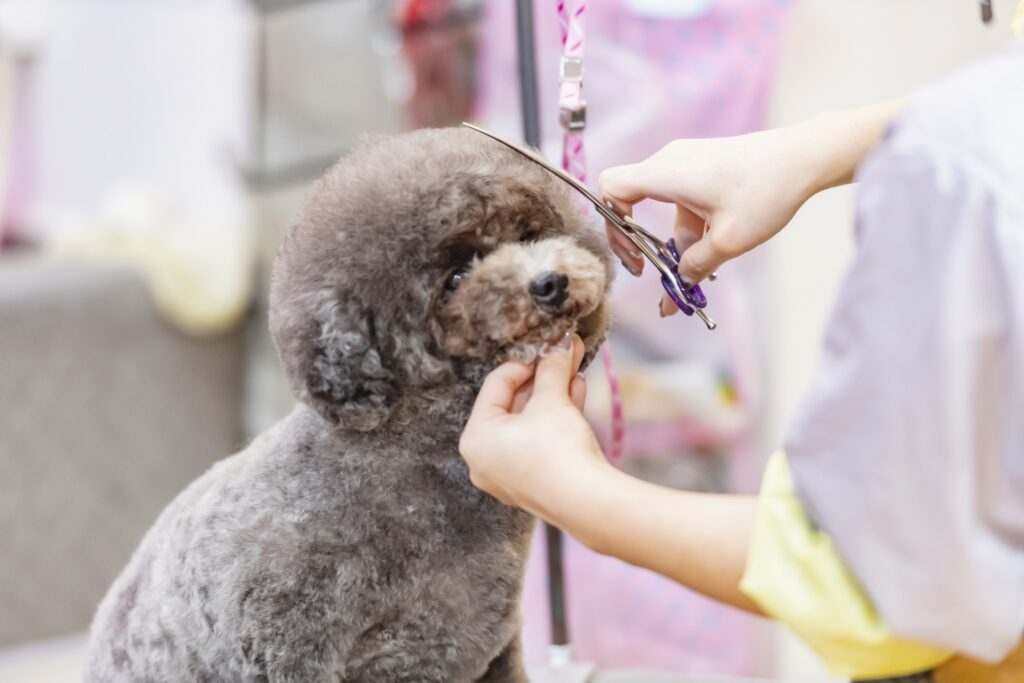 ふわふわな犬