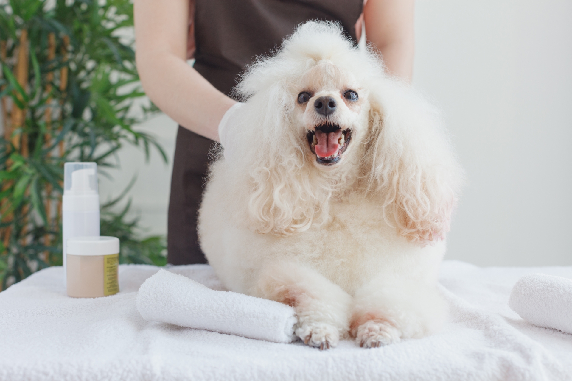 マッサージを受ける口を開いた犬