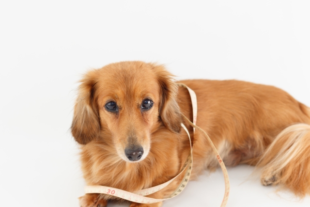 犬が心臓病と診断されたら?飼い主さんができること