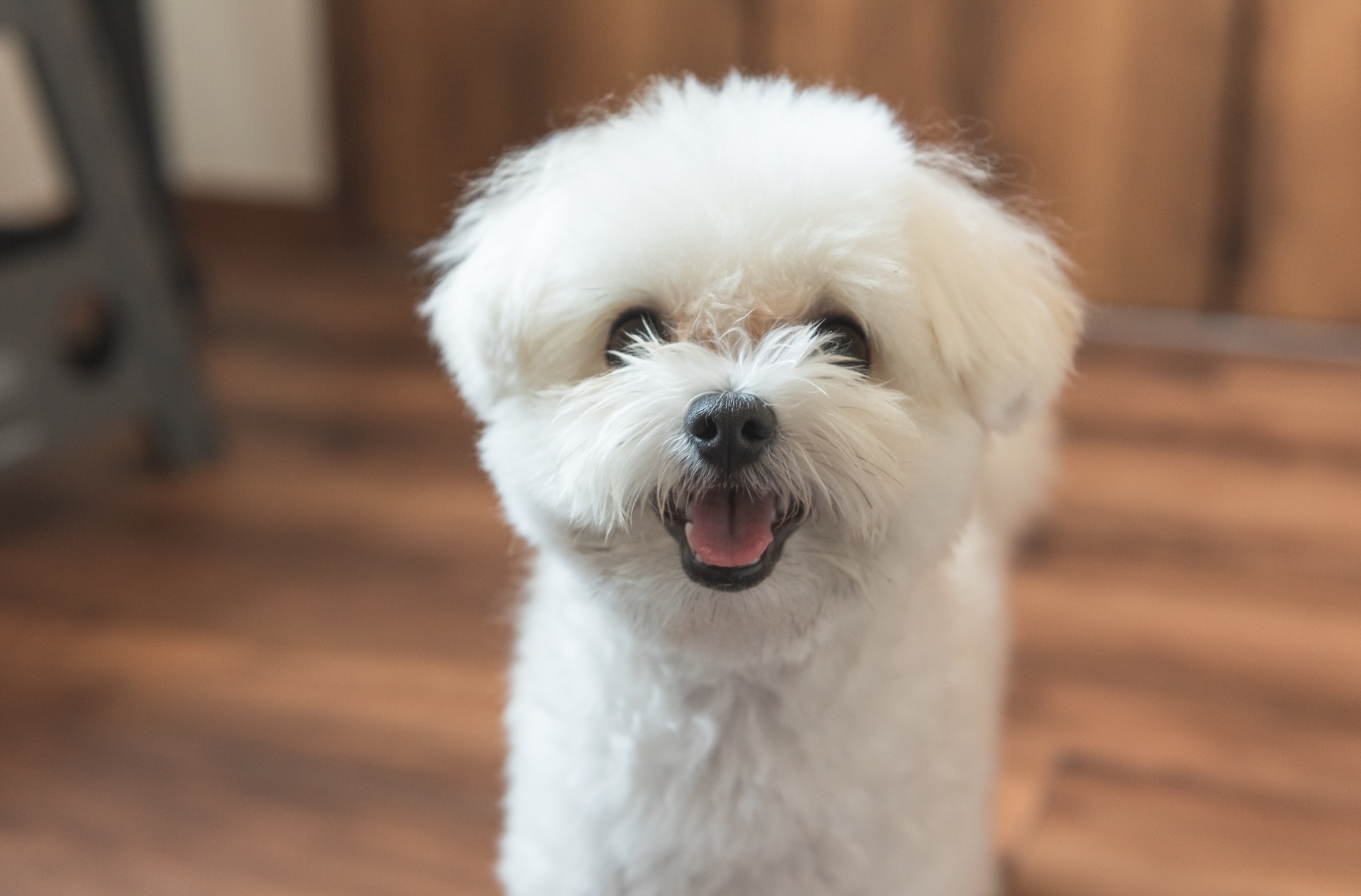 室内犬