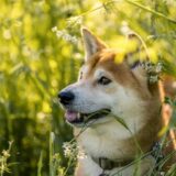ノミやダニはどこからうつる？かかりやすい感染症や動物病院で出される駆除薬・予防薬を解説