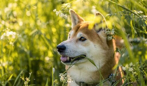 ノミやダニはどこからうつる？かかりやすい感染症や動物病院で出される駆除薬・予防薬を解説