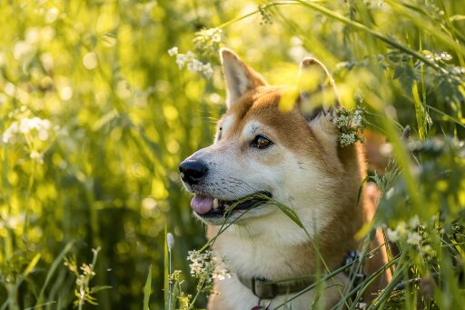 ノミやダニはどこからうつる？かかりやすい感染症や動物病院で出される駆除薬・予防薬を解説