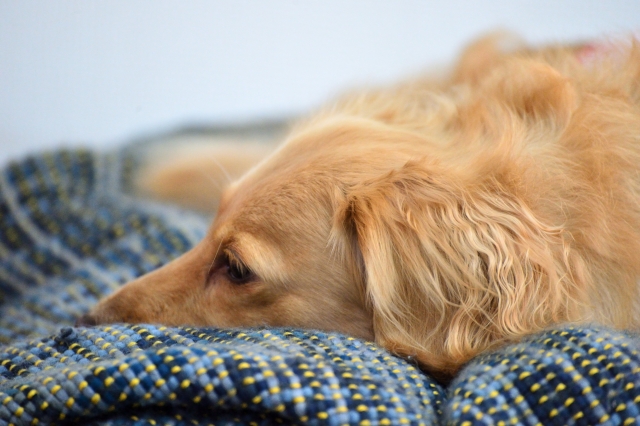 犬のアトピー性皮膚炎の診断と治療方法