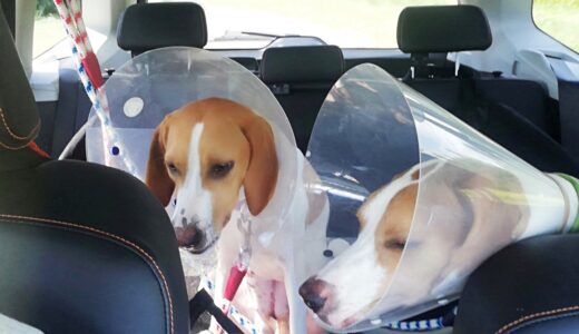 動物病院で受けられるアレルギー検査｜犬や猫のアレルギー症状や原因、検査方法、対処方法を解説