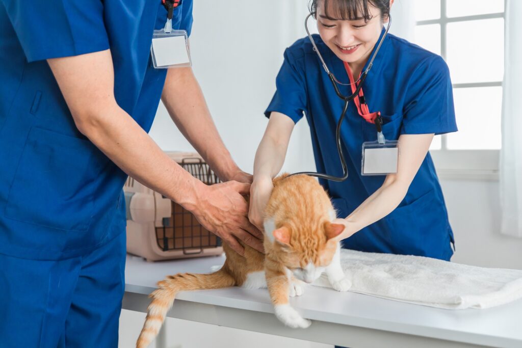 動物病院で猫のストレスを軽減する方法