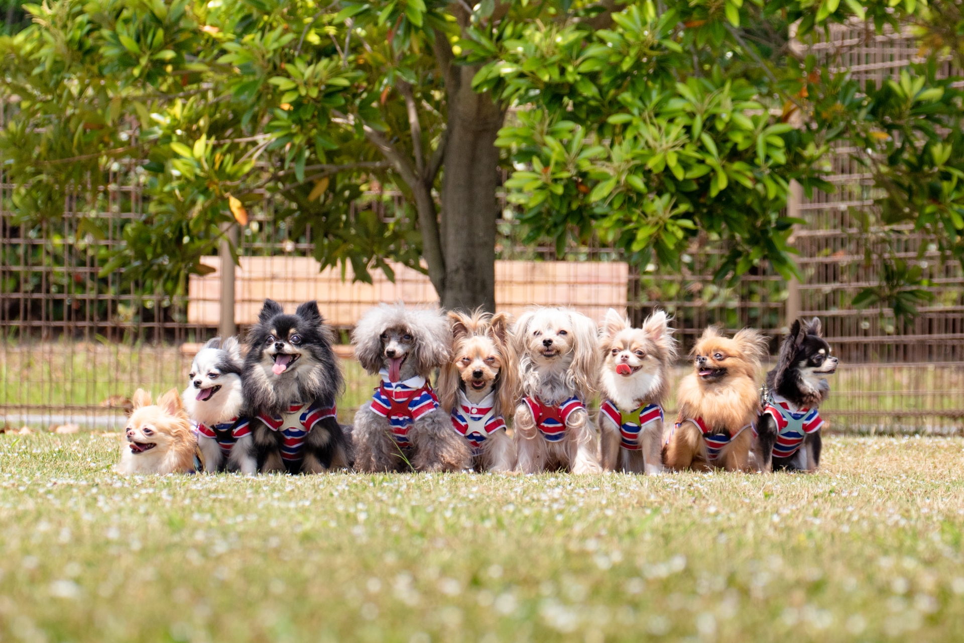 たくさんの犬
