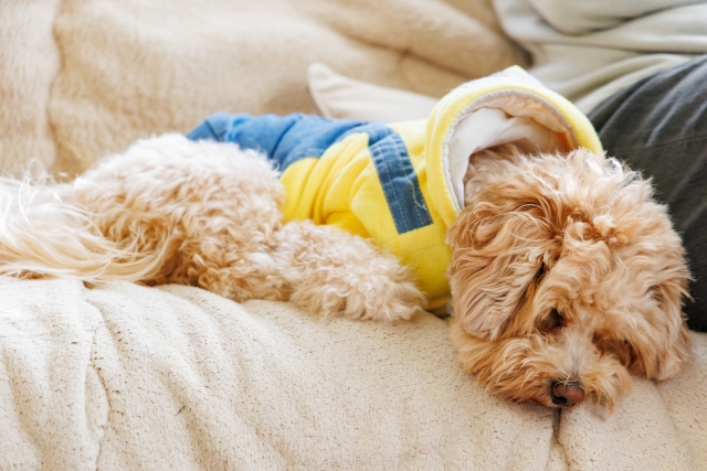 犬の心臓病でよくある症状