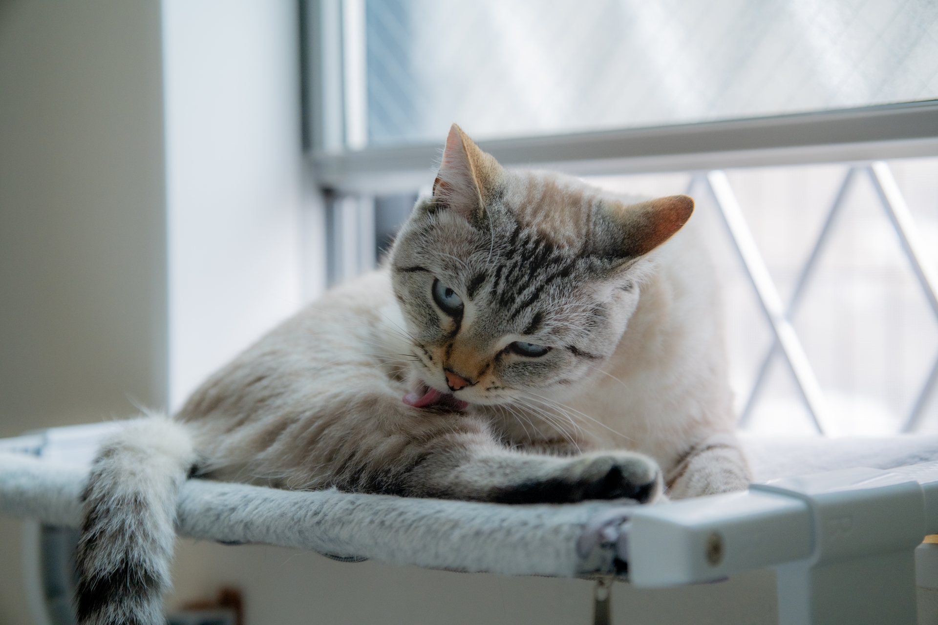 毛づくろいする猫