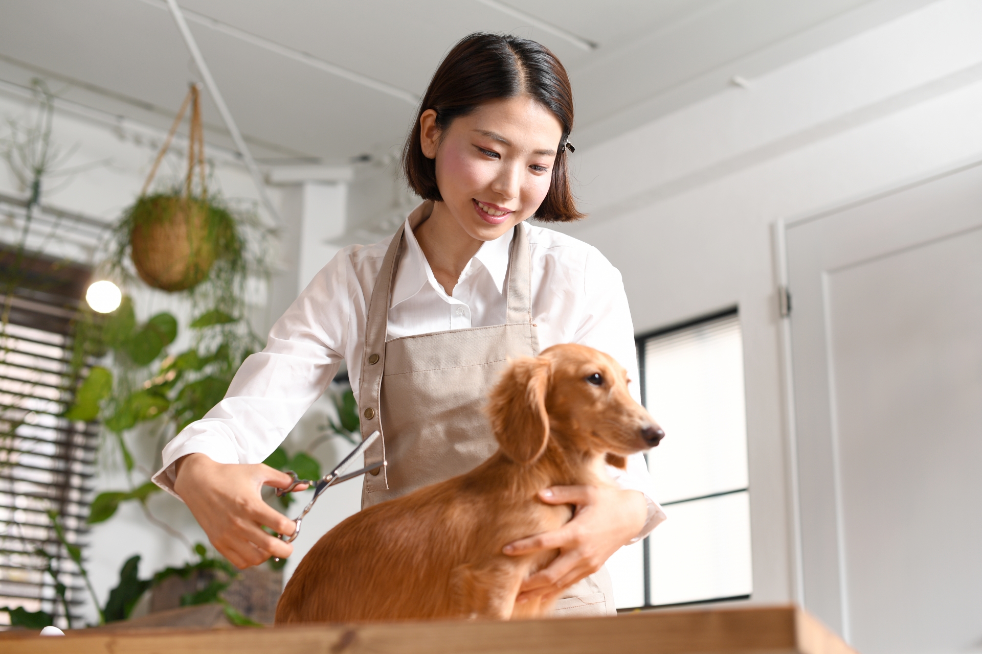 犬のカットをするトリマーの若い女性
