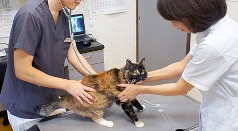 佐野獣医科病院photo