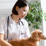 動物病院でペットがMRI検査を受けるべき症状は？検査を希望する際の確認事項や注意点も解説