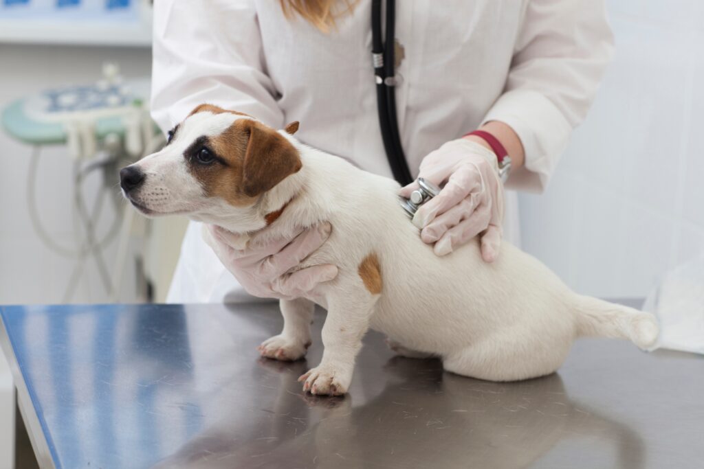 動物病院の検査前に準備が必要なもの