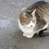 保護猫は動物病院へ連れて行った方がよい？受診の準備や注意点も解説