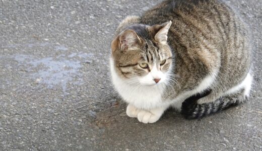 保護猫は動物病院へ連れて行った方がよい？受診の準備や注意点も解説