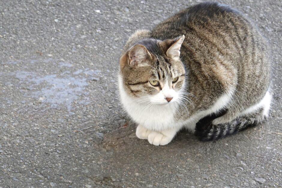 保護猫は動物病院へ連れて行った方がよい？受診の準備や注意点も解説