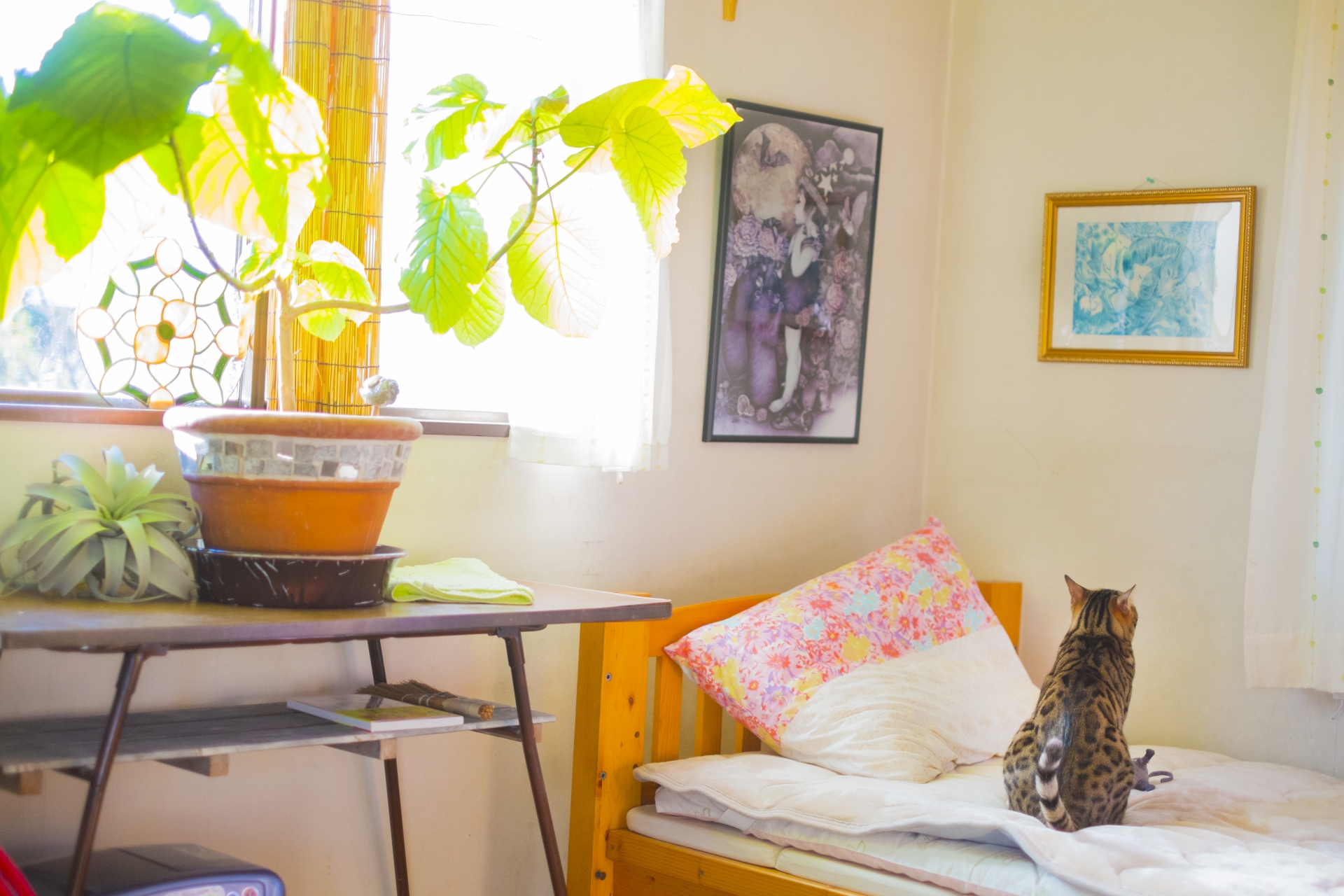 観葉植物とベンガル猫
