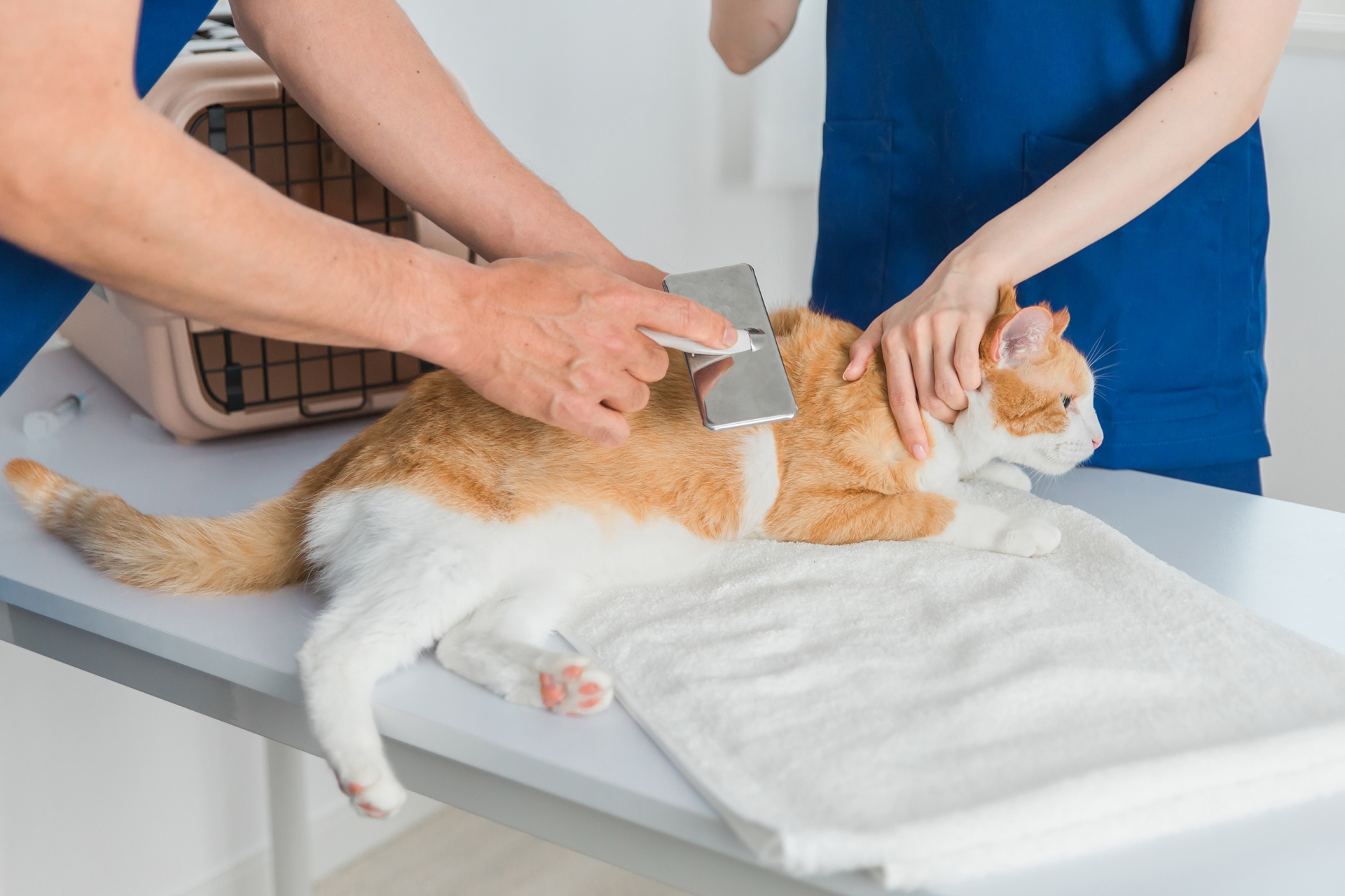 猫をブラッシングする獣医師