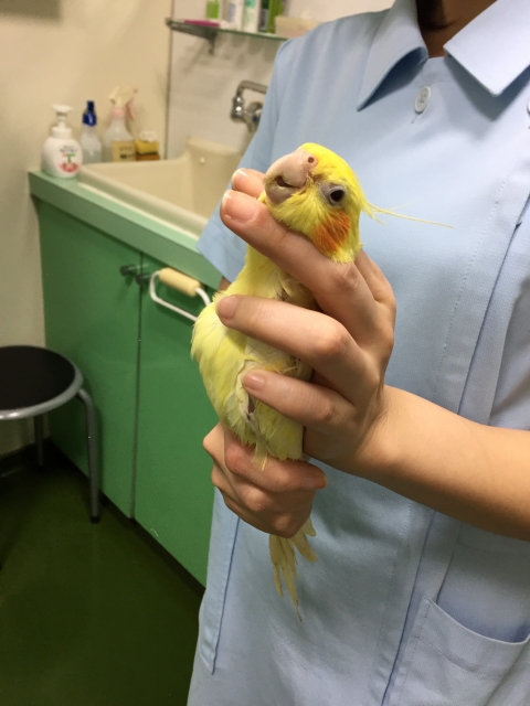 オウムの動物病院を探す方法と選び方
