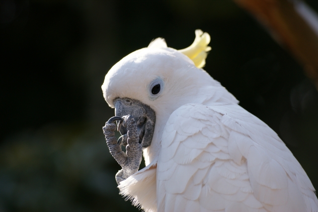 オウムを動物病院に連れて行った方がよい状況