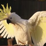 オウムの動物病院はどう探す？受診先の選び方や費用の目安、注意点を解説