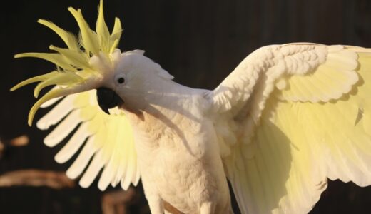 オウムの動物病院はどう探す？受診先の選び方や費用の目安、注意点を解説