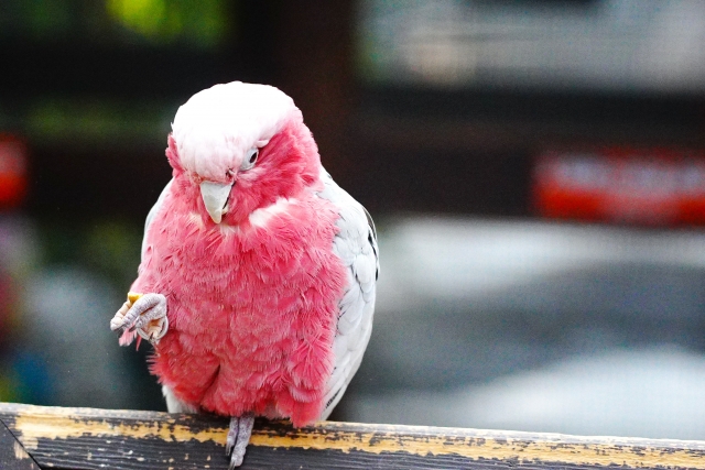 オウムが動物病院を受診する際にかかる費用の目安