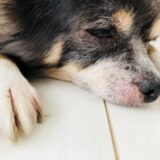 アレルギー専門の動物病院とは？検査や治療方法、費用の目安を解説します