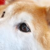 動物病院の目薬と市販薬はどう違う？正しい点眼方法と嫌がるときの対処法も解説します
