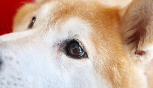 動物病院の目薬と市販薬はどう違う？正しい点眼方法と嫌がるときの対処法も解説します