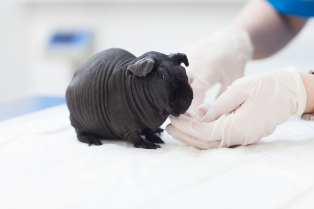 動物病院の訪問診療での診療内容と処置