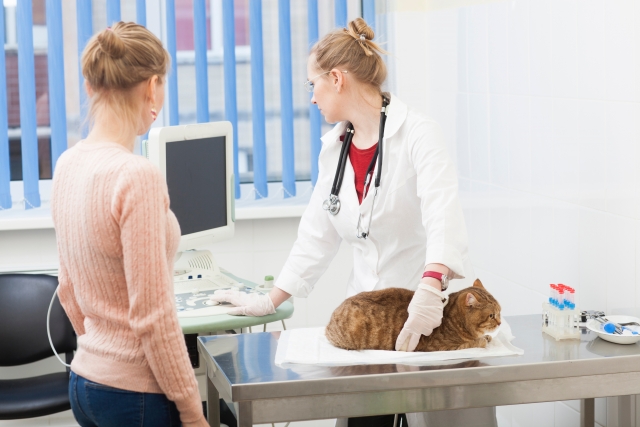 動物病院の訪問診療では処置が難しい検査や処置