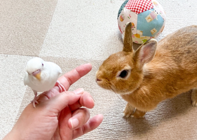 小動物や鳥類などの入院費用の目安