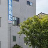 夜中でも動物病院に行くべきサインとは？探し方や受診の準備、費用の目安も解説します