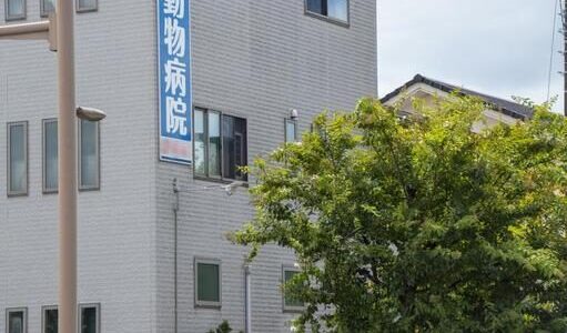 夜中でも動物病院に行くべきサインとは？探し方や受診の準備、費用の目安も解説します