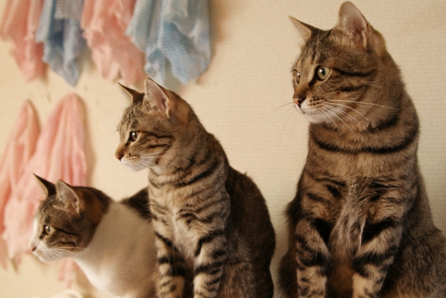 猫に多い病気や怪我と入院費用の目安