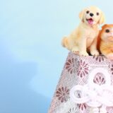 動物病院で入院中にペットが死亡したとき、飼い主としてできること
