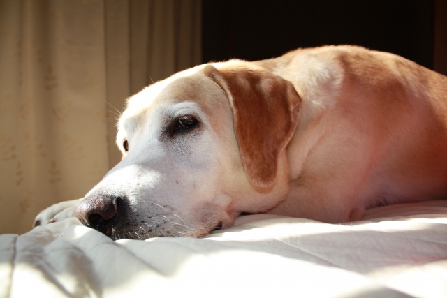 犬の喘息が疑われるときの受診サイン