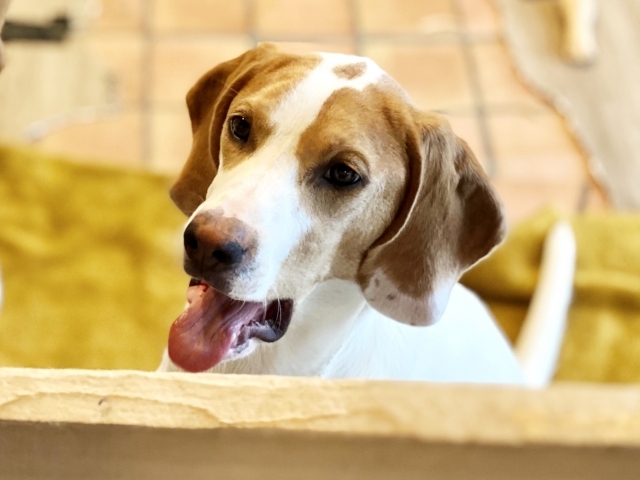 犬に喘息のような症状が出たらどうする?考えられる病気、受診の目安やケア方法を解説