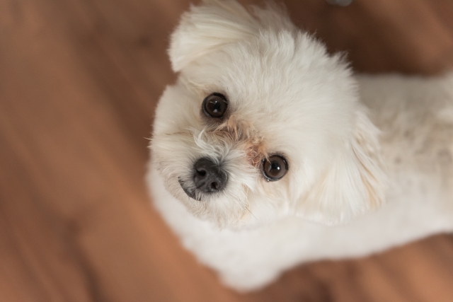 犬の目が充血しているときの受診サイン